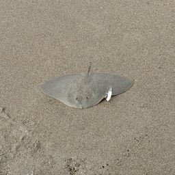 ツバクロエイ
