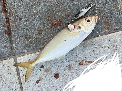 マアジの釣果