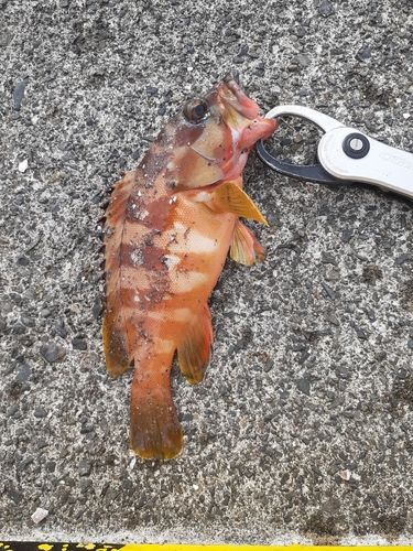 アカハタの釣果