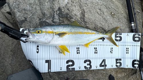 ヒラマサの釣果