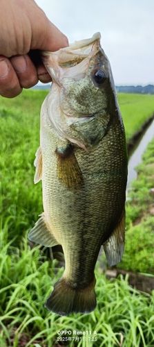 ブラックバスの釣果