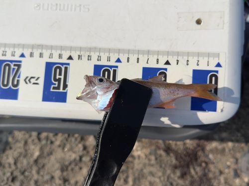 サバの釣果