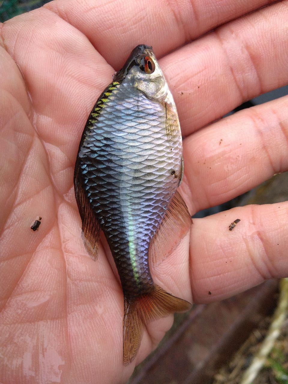 タイリクバラタナゴ