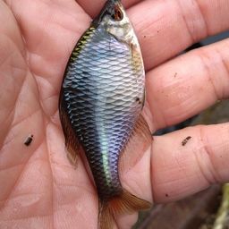 タイリクバラタナゴ