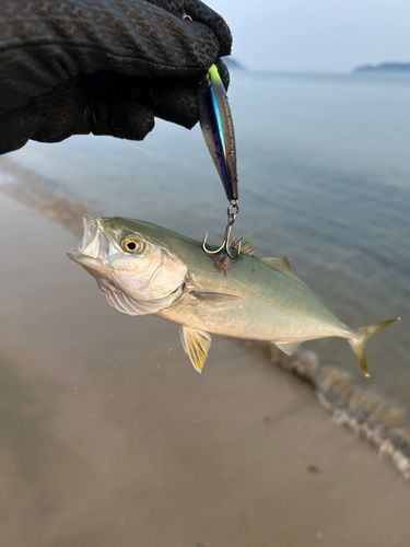 ヤズの釣果