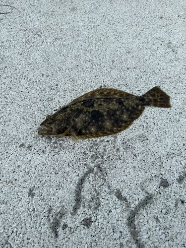 ヒラメの釣果