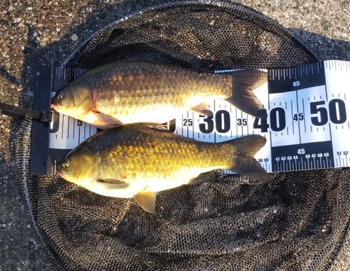フナの釣果