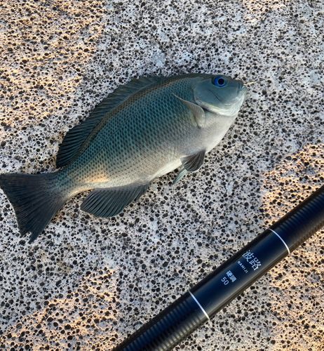 メジナの釣果