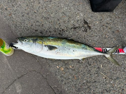 ブリの釣果