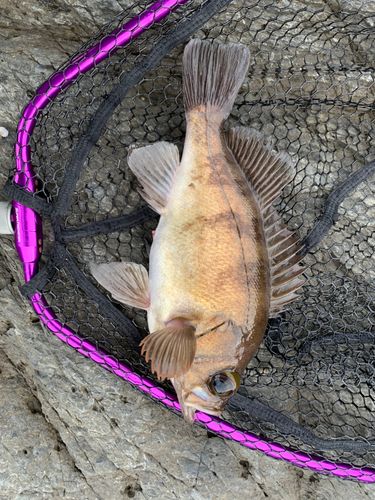 アカメバルの釣果