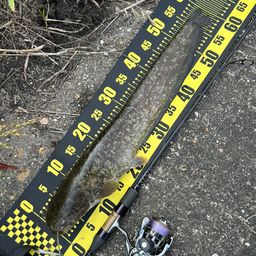ナマズ