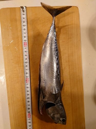 ソウダガツオ
