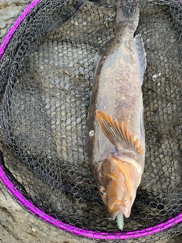 アイナメの釣果