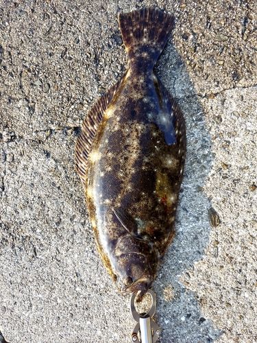ヒラメの釣果
