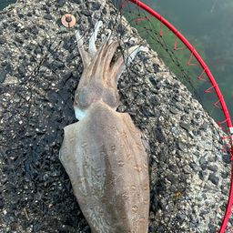 モンゴウイカ