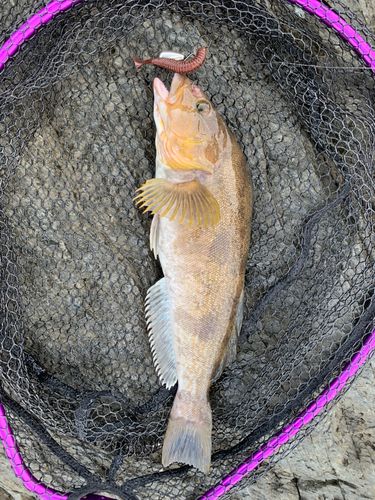 アイナメの釣果