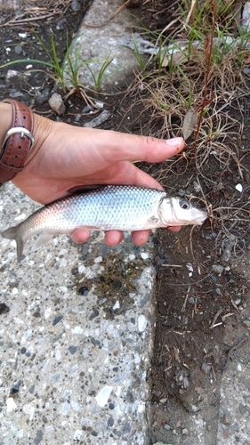 ニゴイの釣果