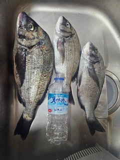 チヌの釣果