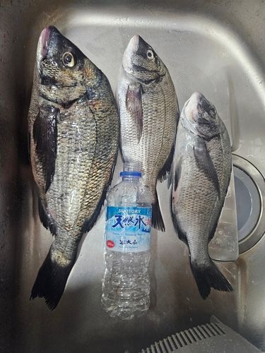 チヌの釣果