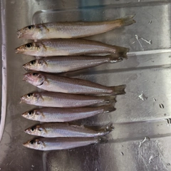 キスの釣果