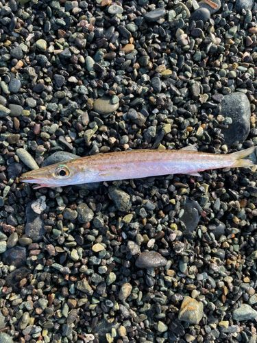 ショゴの釣果