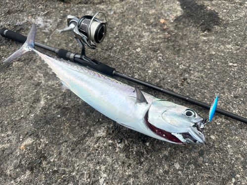 マルソウダの釣果