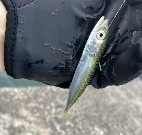 サバの釣果