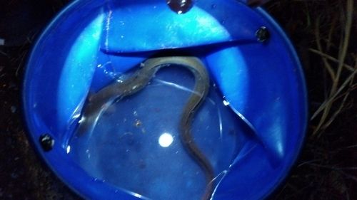ウナギの釣果