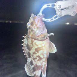 カサゴ