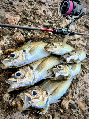 アジの釣果