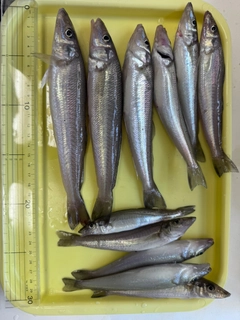 キスの釣果