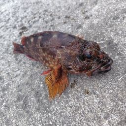 カサゴ