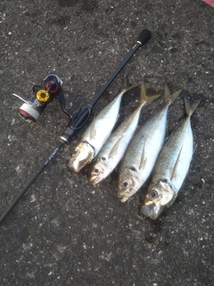 アジの釣果