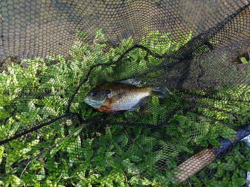 ブルーギルの釣果