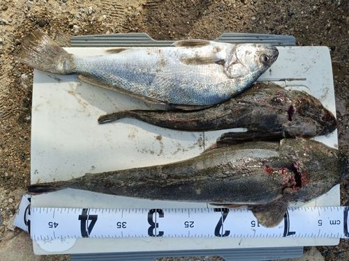 コチの釣果