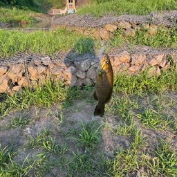 ブラックバス