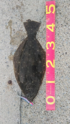 ヒラメの釣果