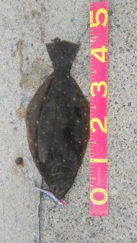 ヒラメの釣果