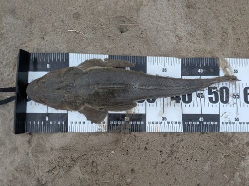 マゴチの釣果
