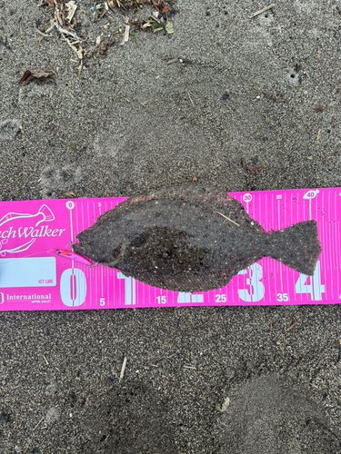 ヒラメの釣果