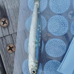 ウルメイワシ