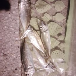 アジ