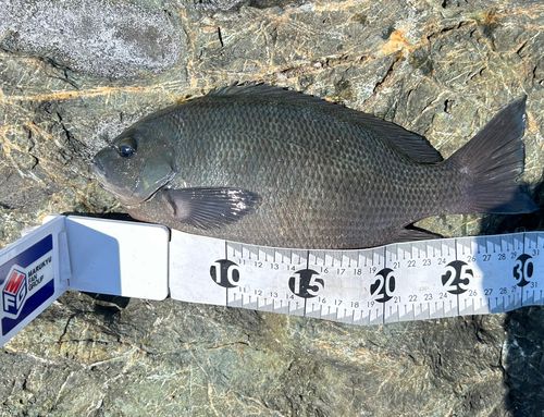 クチブトグレの釣果