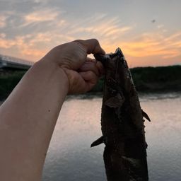 ナマズ