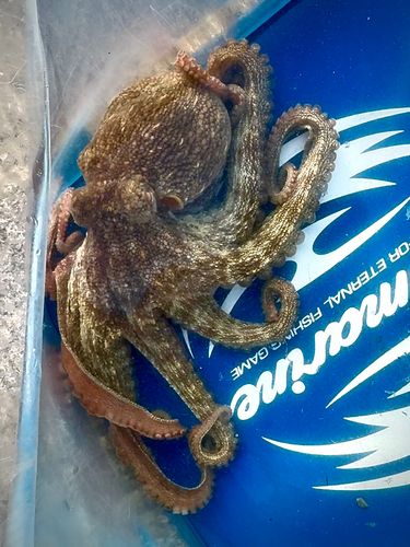 タコの釣果