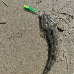 マゴチ