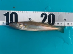 シロギスの釣果