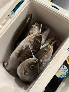 イサキの釣果