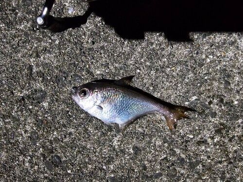 ハタンポの釣果