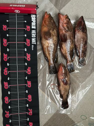 キジハタの釣果